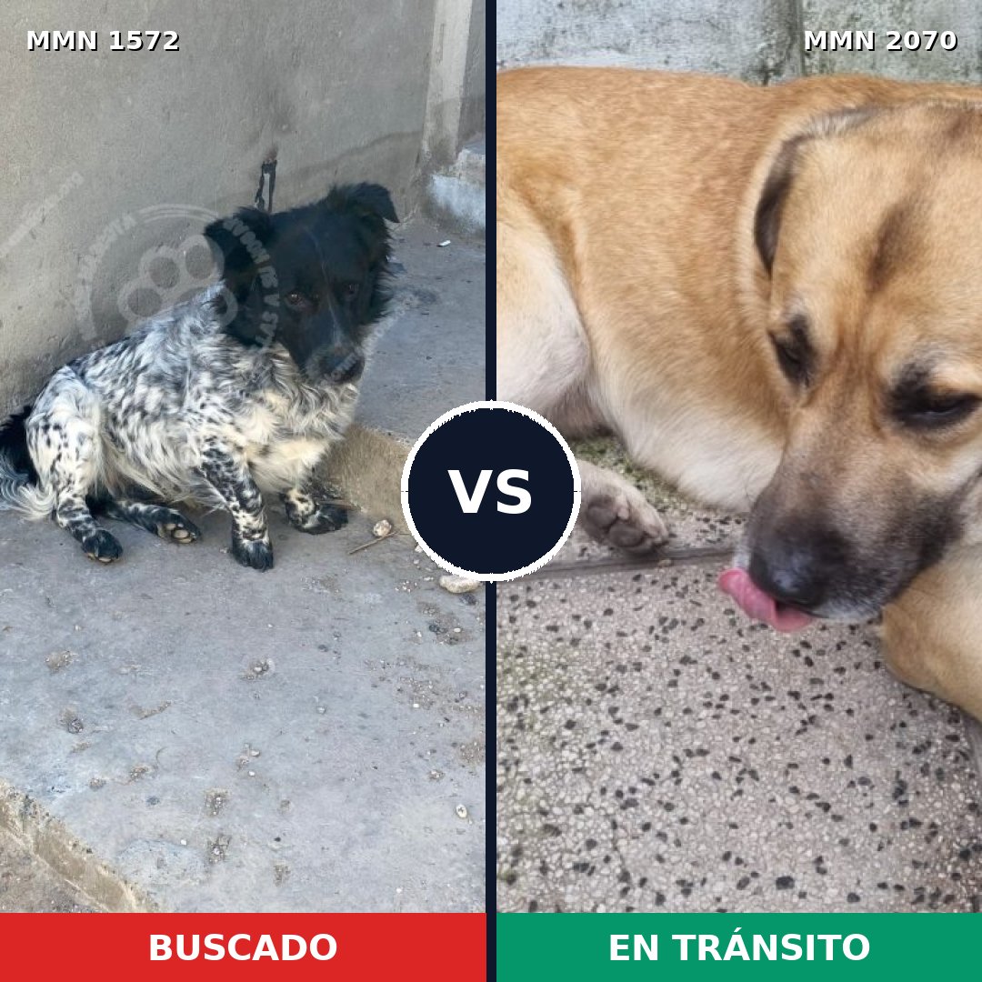 Comparativa MMS 55027: mascota perdida y mascota encontrada, 71% de similitud