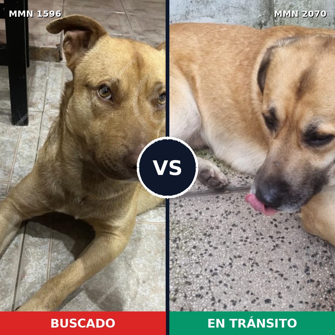 Comparativa MMS 55029: mascota perdida y mascota encontrada, 80% de similitud