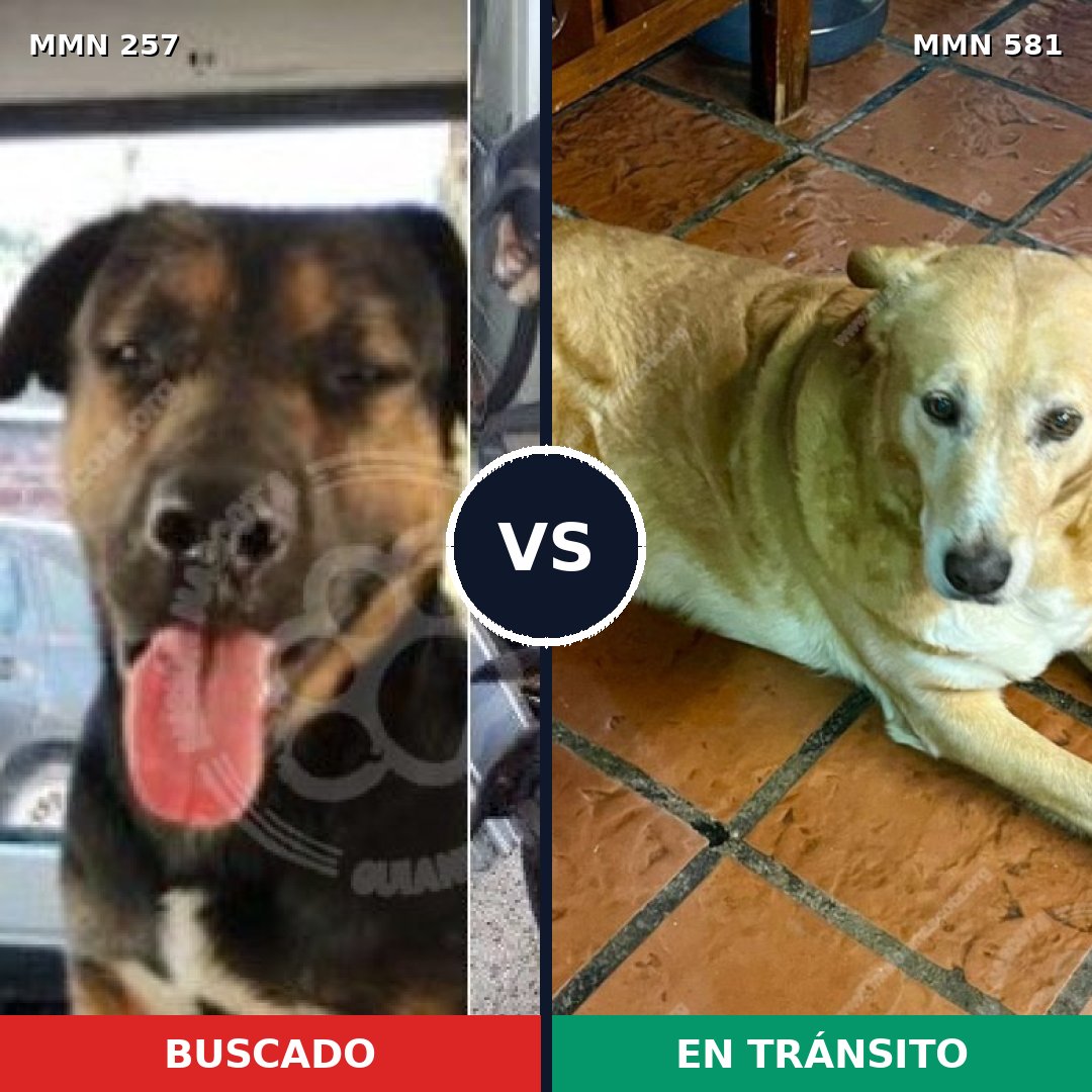 Comparativa MMS 5503: mascota perdida y mascota encontrada, 62% de similitud