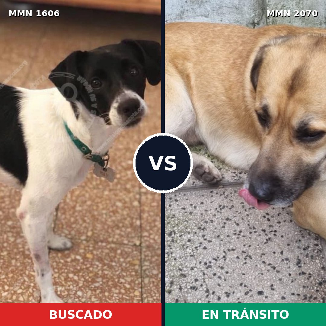 Comparativa MMS 55030: mascota perdida y mascota encontrada, 60% de similitud