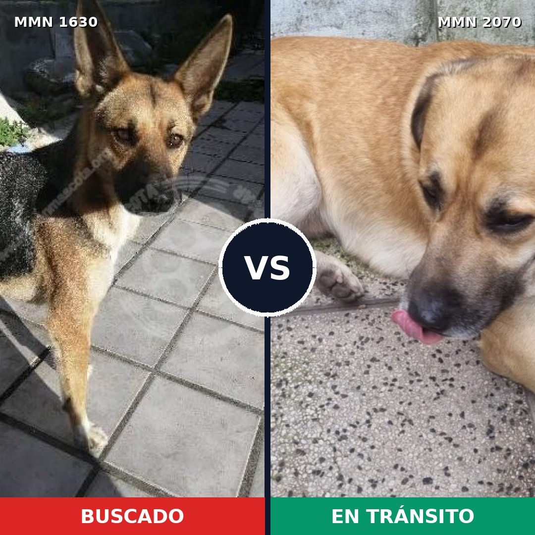 Comparativa MMS 55031: mascota perdida y mascota encontrada, 78% de similitud