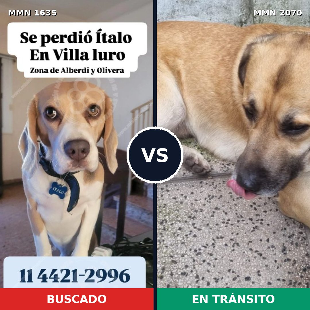 Comparativa MMS 55032: mascota perdida y mascota encontrada, 36% de similitud