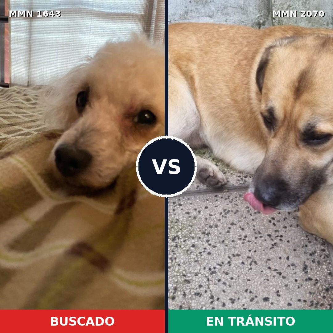 Comparativa MMS 55033: mascota perdida y mascota encontrada, 45% de similitud