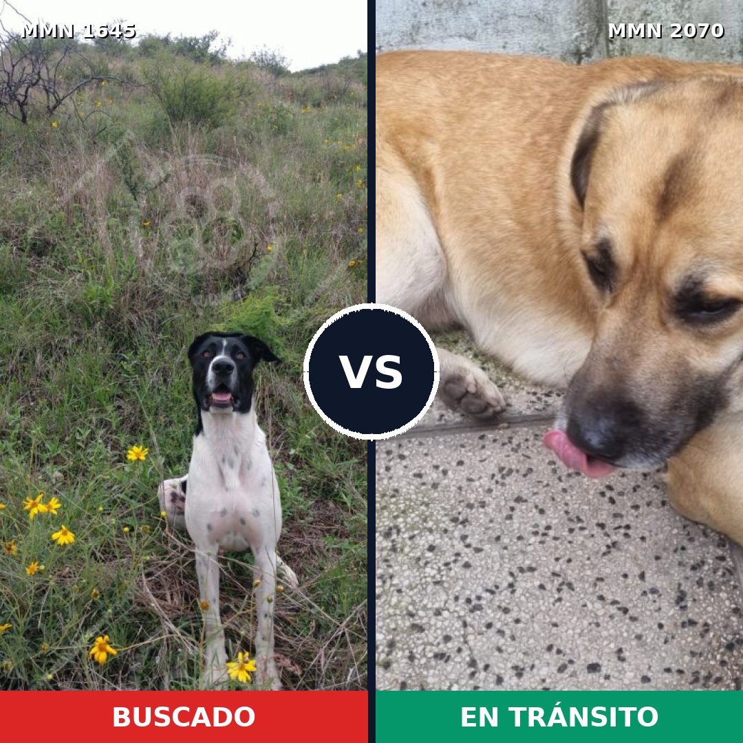 Comparativa MMS 55034: mascota perdida y mascota encontrada, 46% de similitud