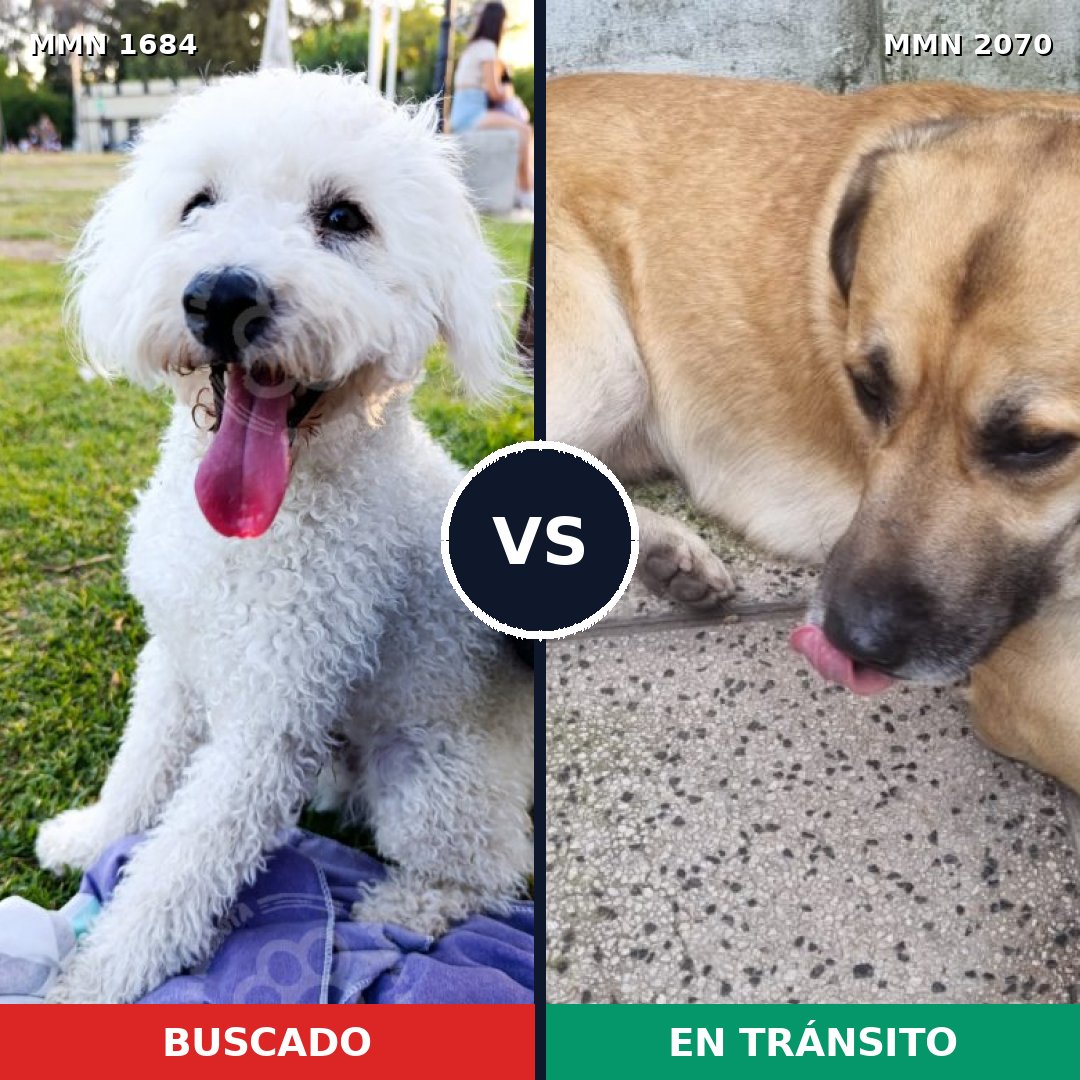 Comparativa MMS 55037: mascota perdida y mascota encontrada, 44% de similitud