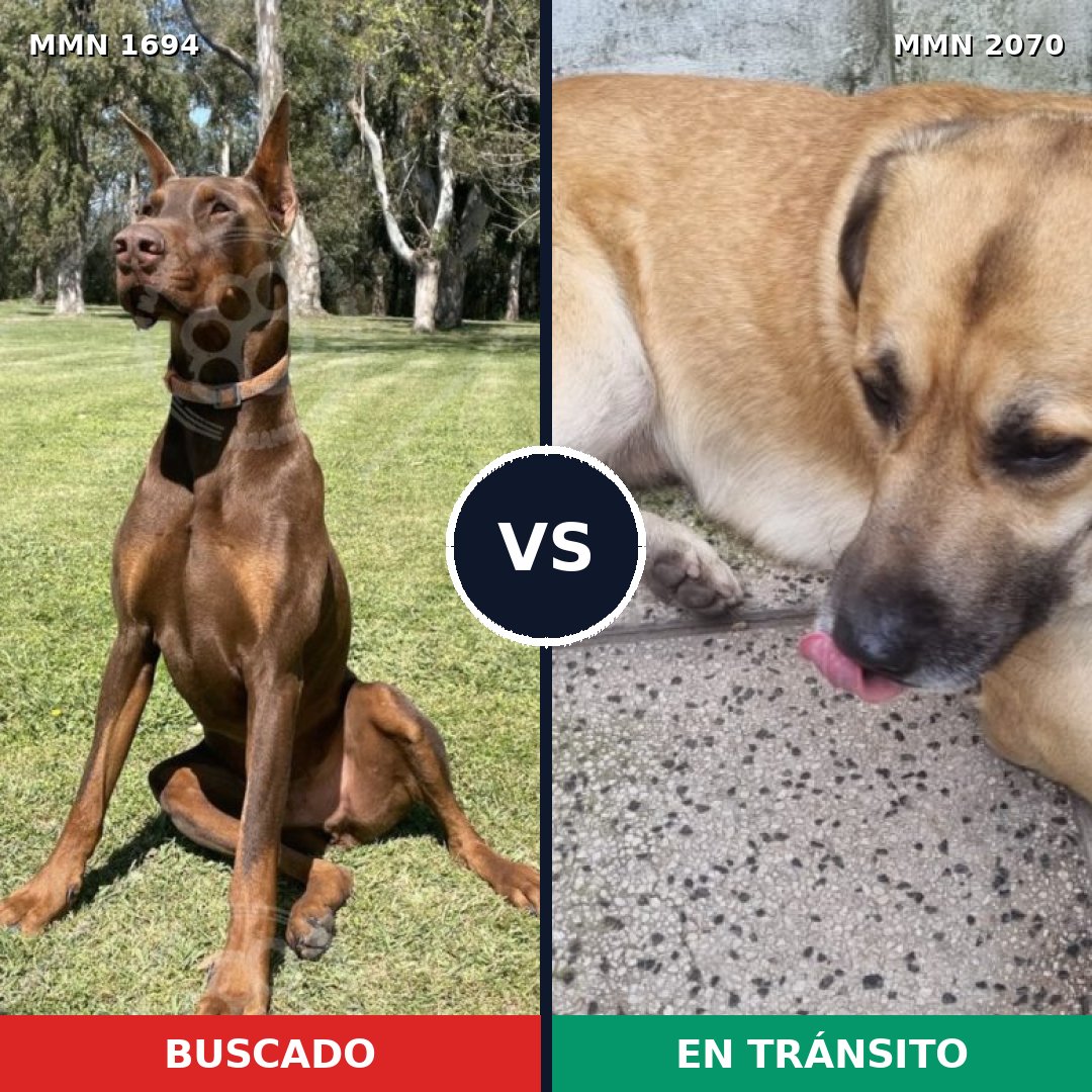 Comparativa MMS 55039: mascota perdida y mascota encontrada, 45% de similitud