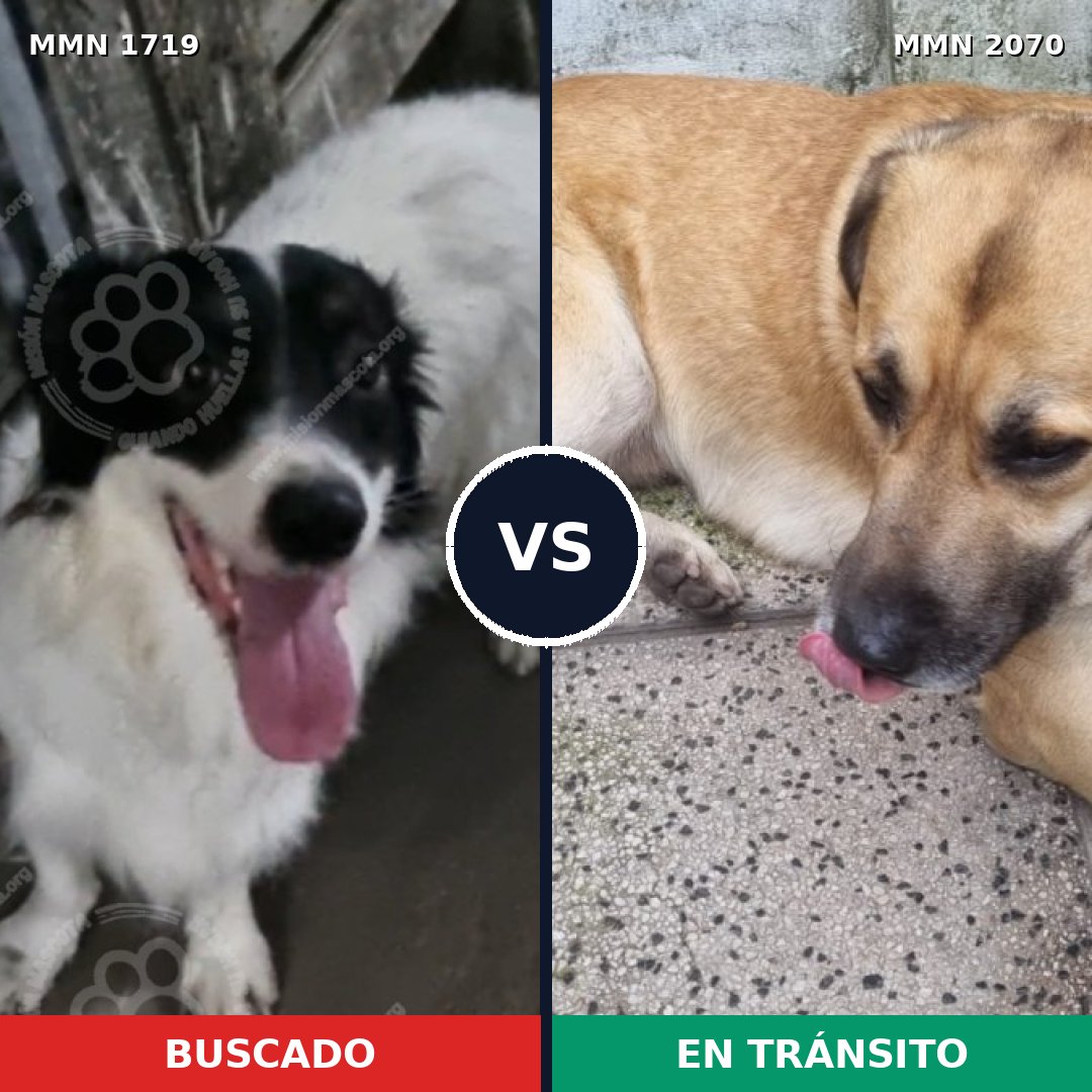 Comparativa MMS 55041: mascota perdida y mascota encontrada, 75% de similitud