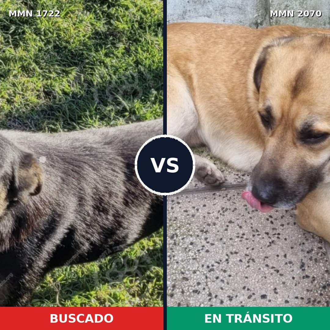 Comparativa MMS 55042: mascota perdida y mascota encontrada, 79% de similitud