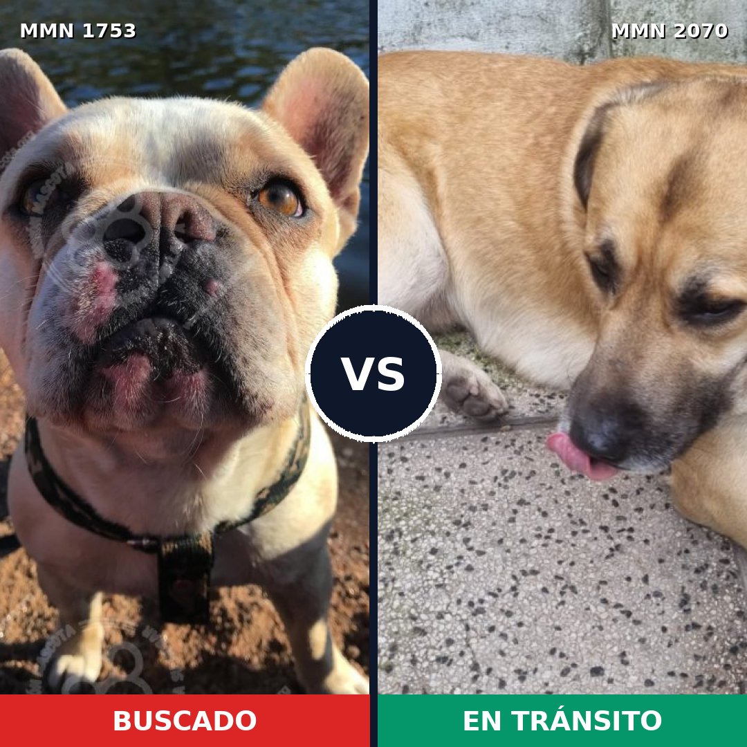 Comparativa MMS 55044: mascota perdida y mascota encontrada, 43% de similitud