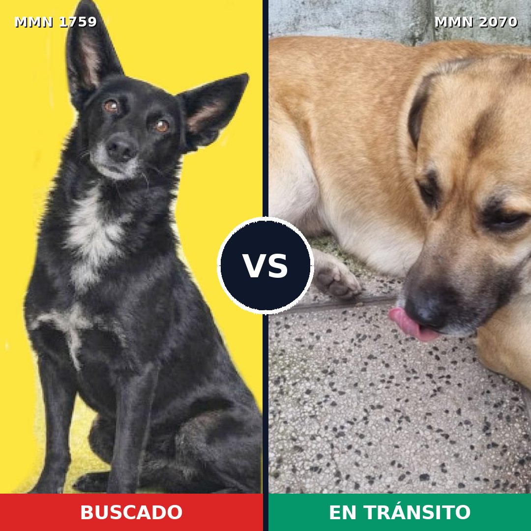 Comparativa MMS 55045: mascota perdida y mascota encontrada, 78% de similitud