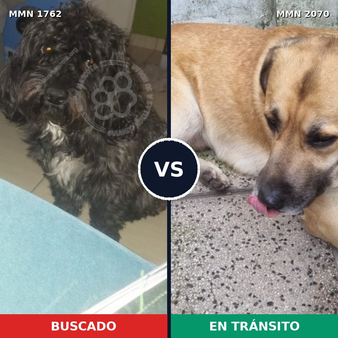 Comparativa MMS 55046: mascota perdida y mascota encontrada, 52% de similitud