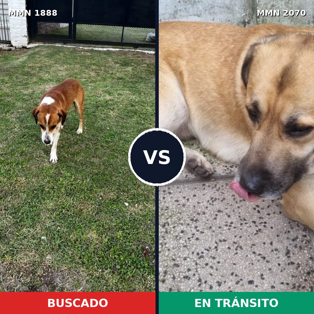 Comparativa MMS 55049: mascota perdida y mascota encontrada, 85% de similitud