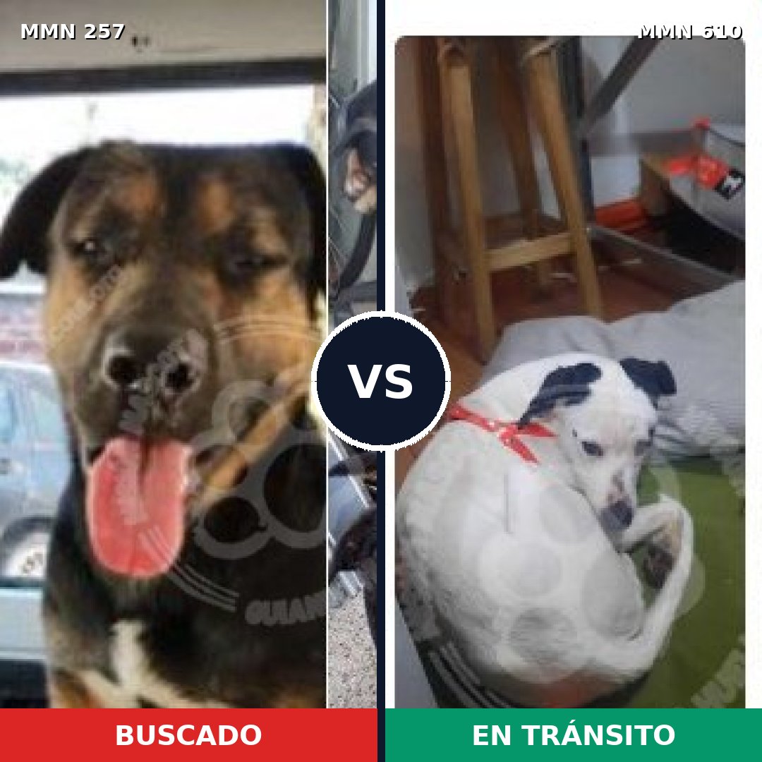 Comparativa MMS 5505: mascota perdida y mascota encontrada, 22% de similitud