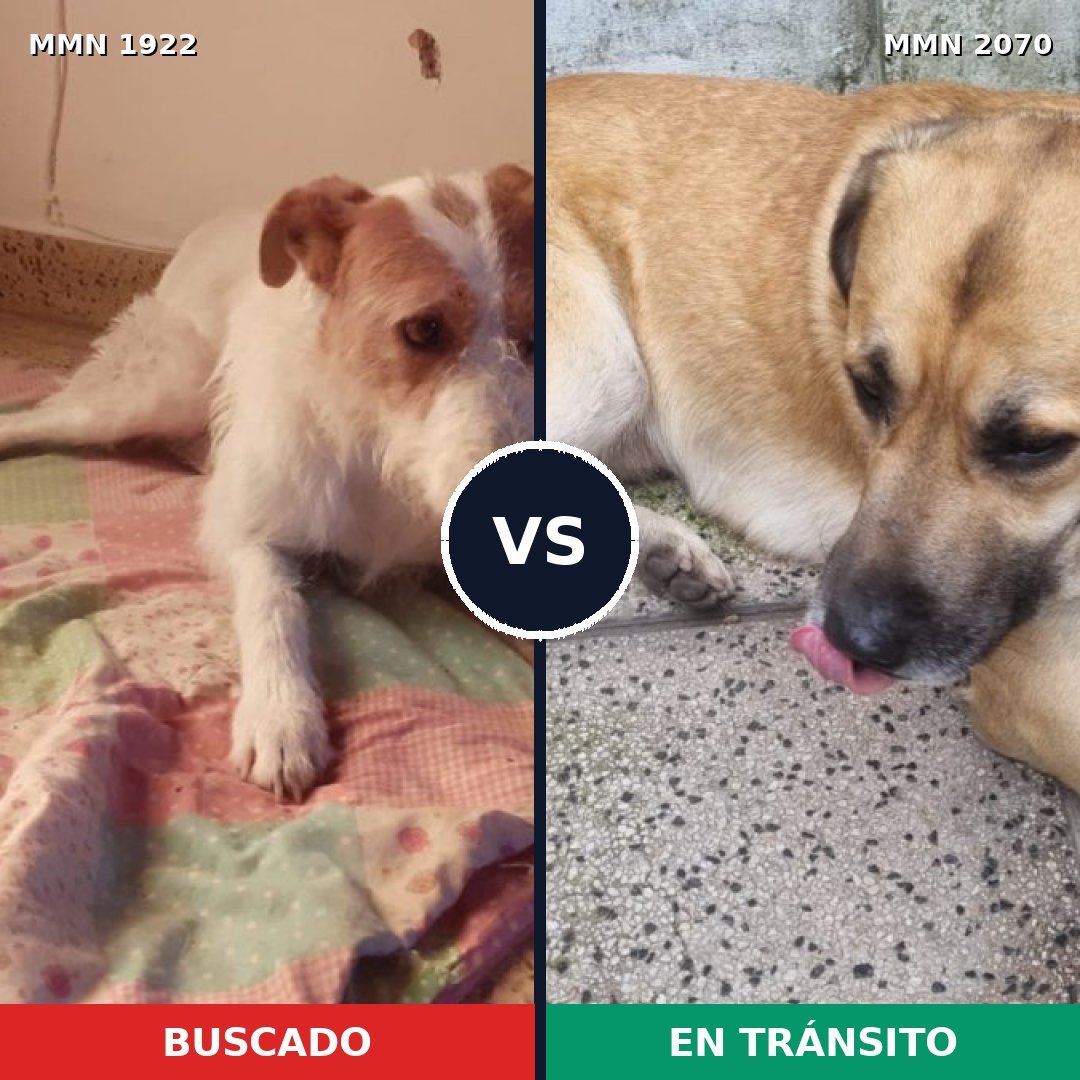 Comparativa MMS 55050: mascota perdida y mascota encontrada, 78% de similitud