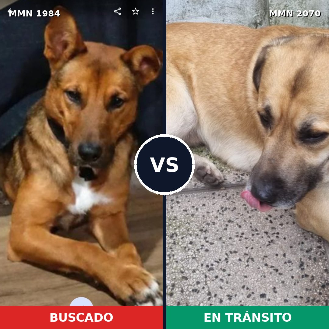 Comparativa MMS 55058: mascota perdida y mascota encontrada, 87% de similitud
