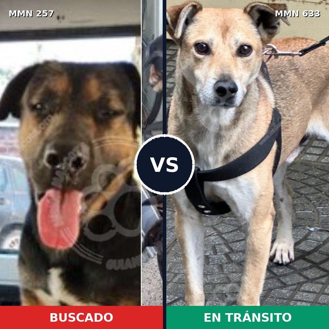 Comparativa MMS 5507: mascota perdida y mascota encontrada, 8% de similitud