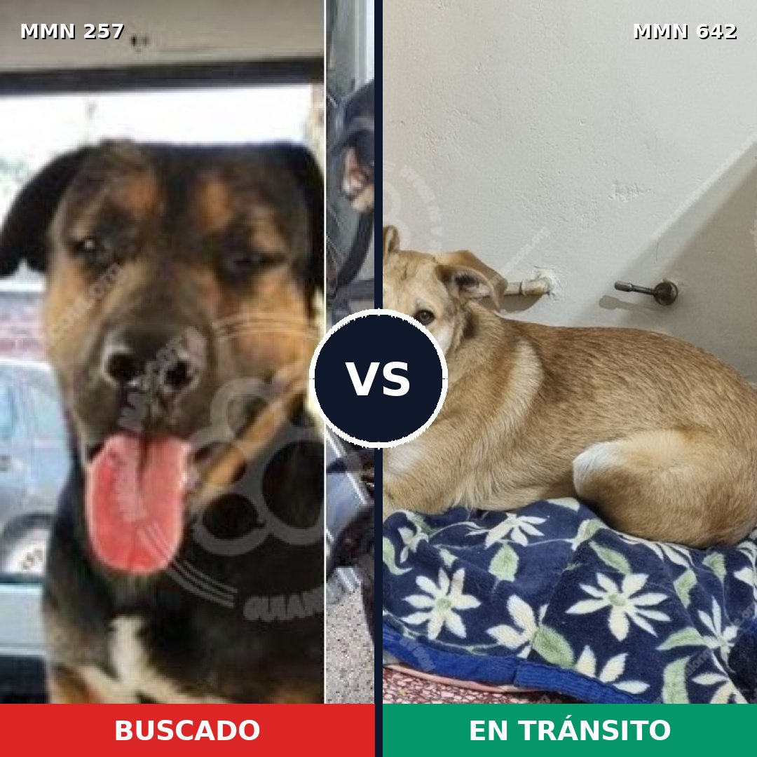 Comparativa MMS 5508: mascota perdida y mascota encontrada, 46% de similitud