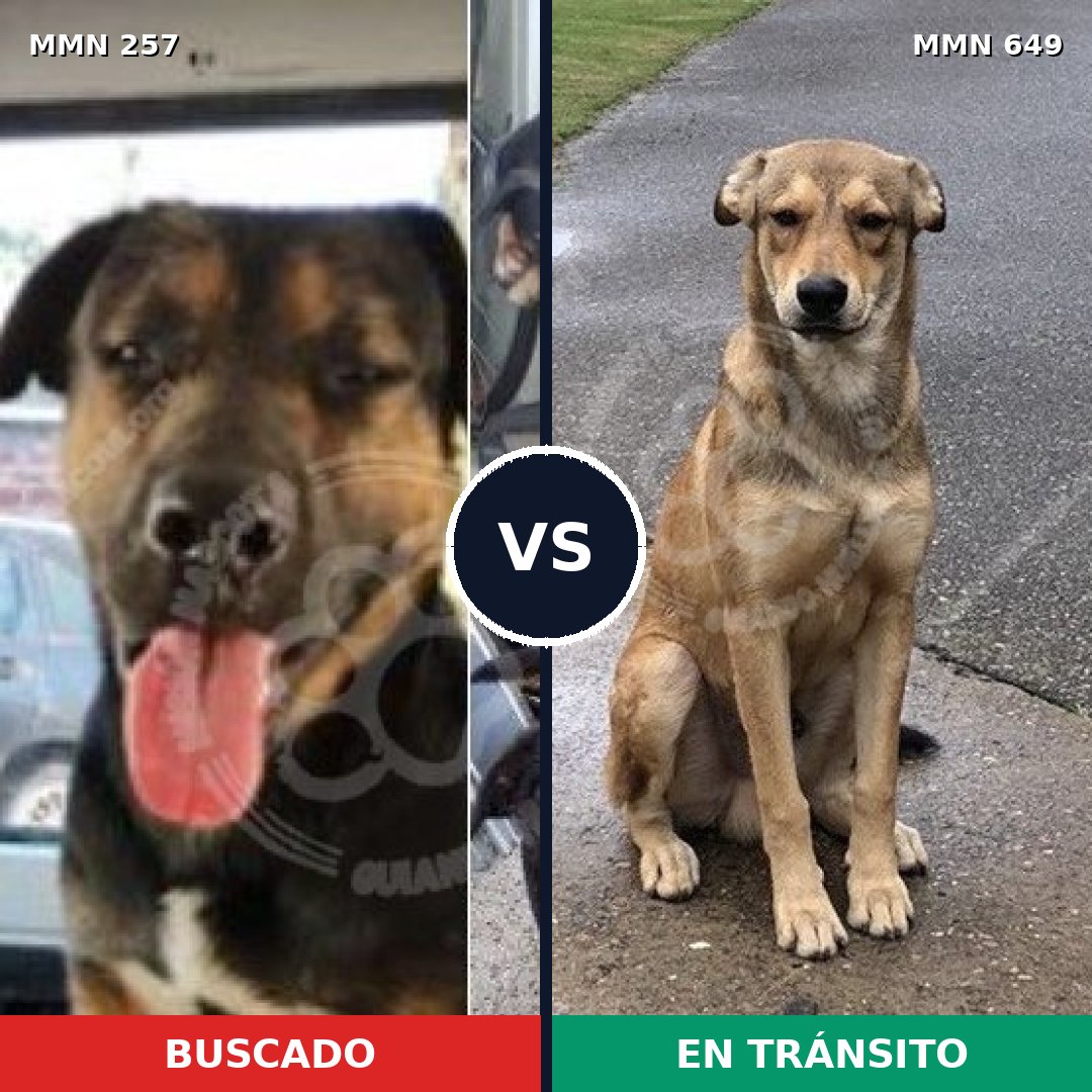 Comparativa MMS 5509: mascota perdida y mascota encontrada, 43% de similitud
