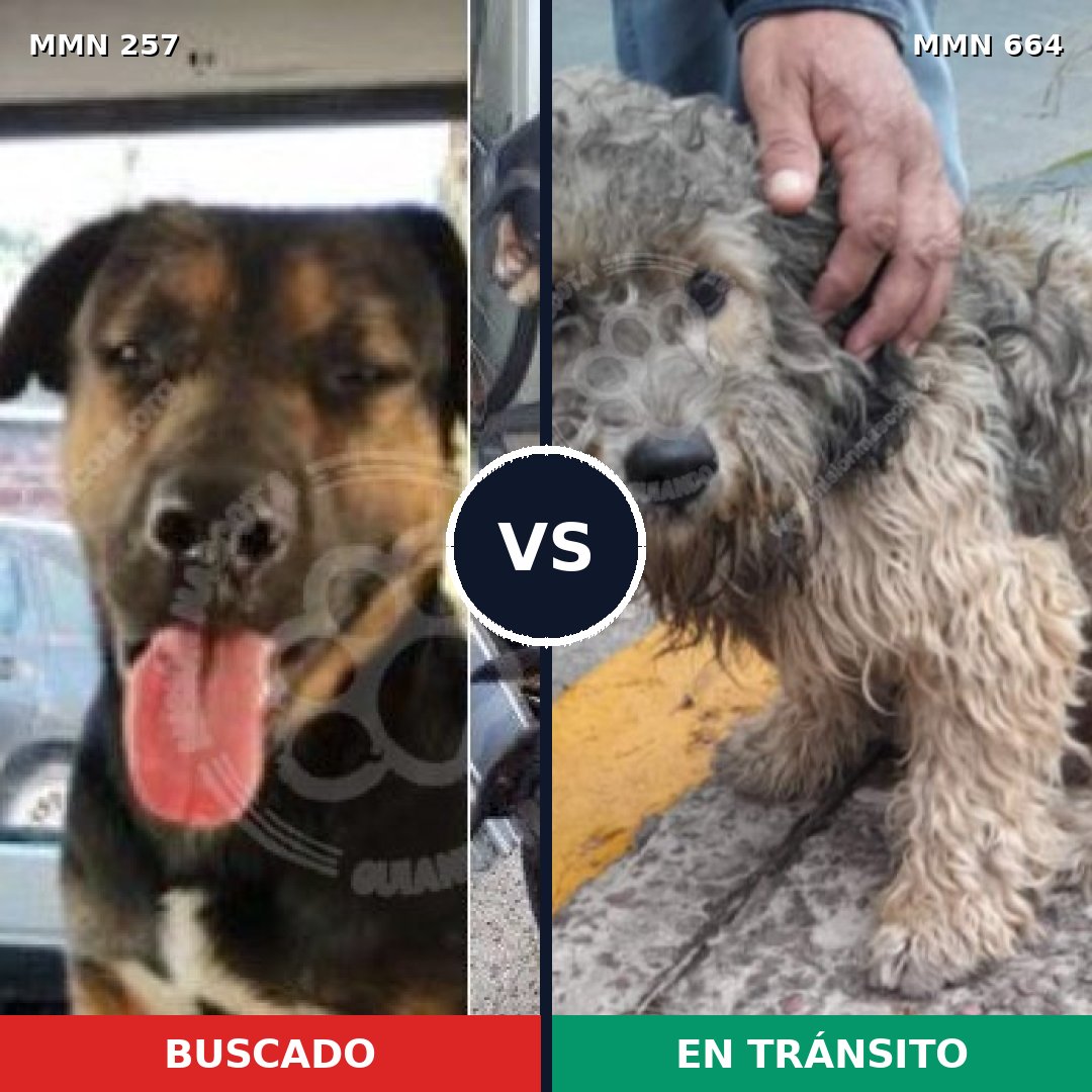 Comparativa MMS 5511: mascota perdida y mascota encontrada, 8% de similitud