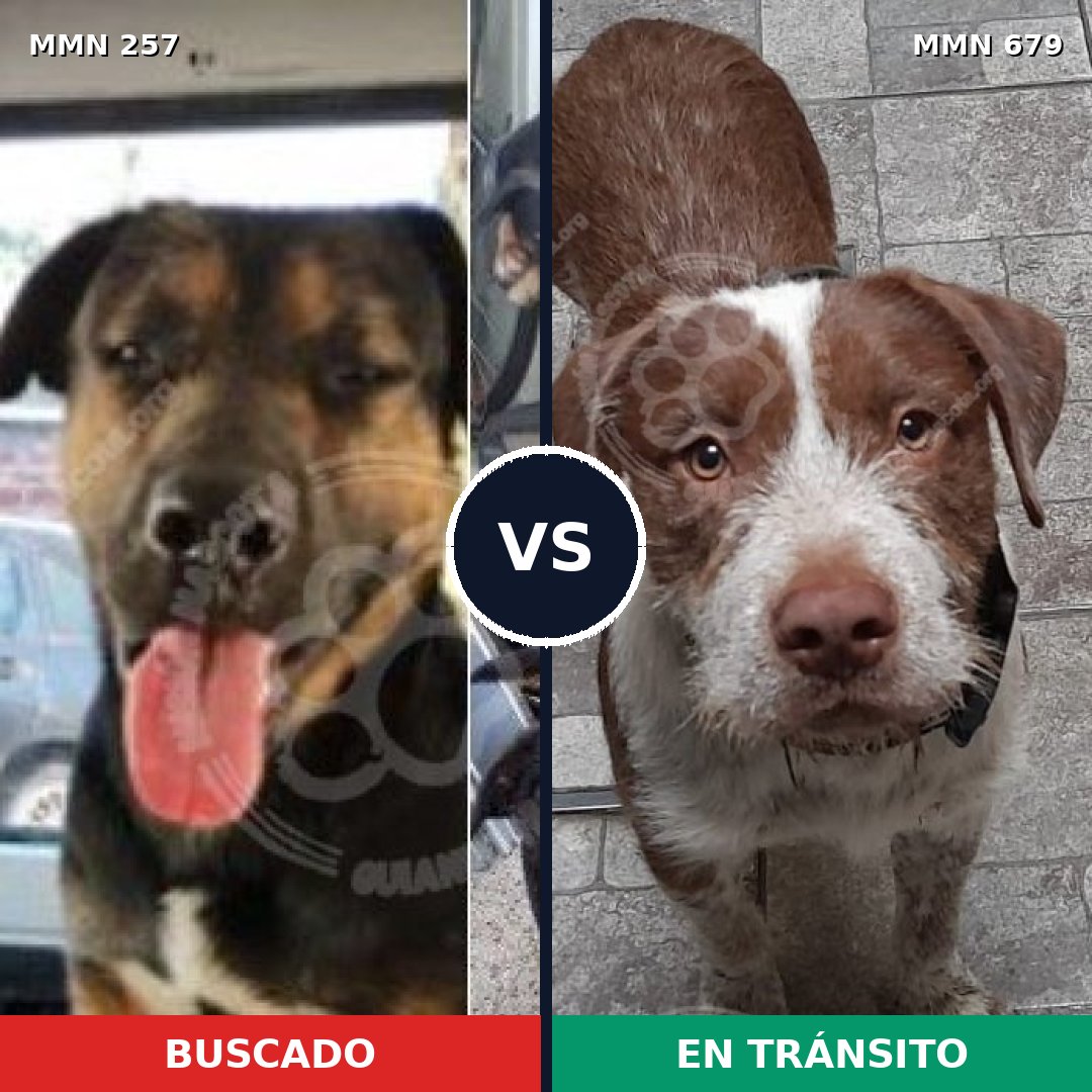 Comparativa MMS 5513: mascota perdida y mascota encontrada, 43% de similitud