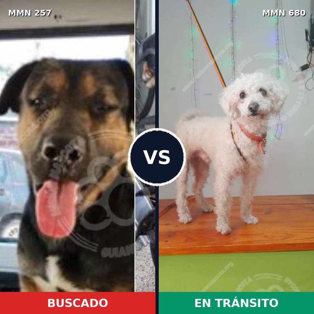Comparativa MMS 5514: mascota perdida y mascota encontrada, 8% de similitud