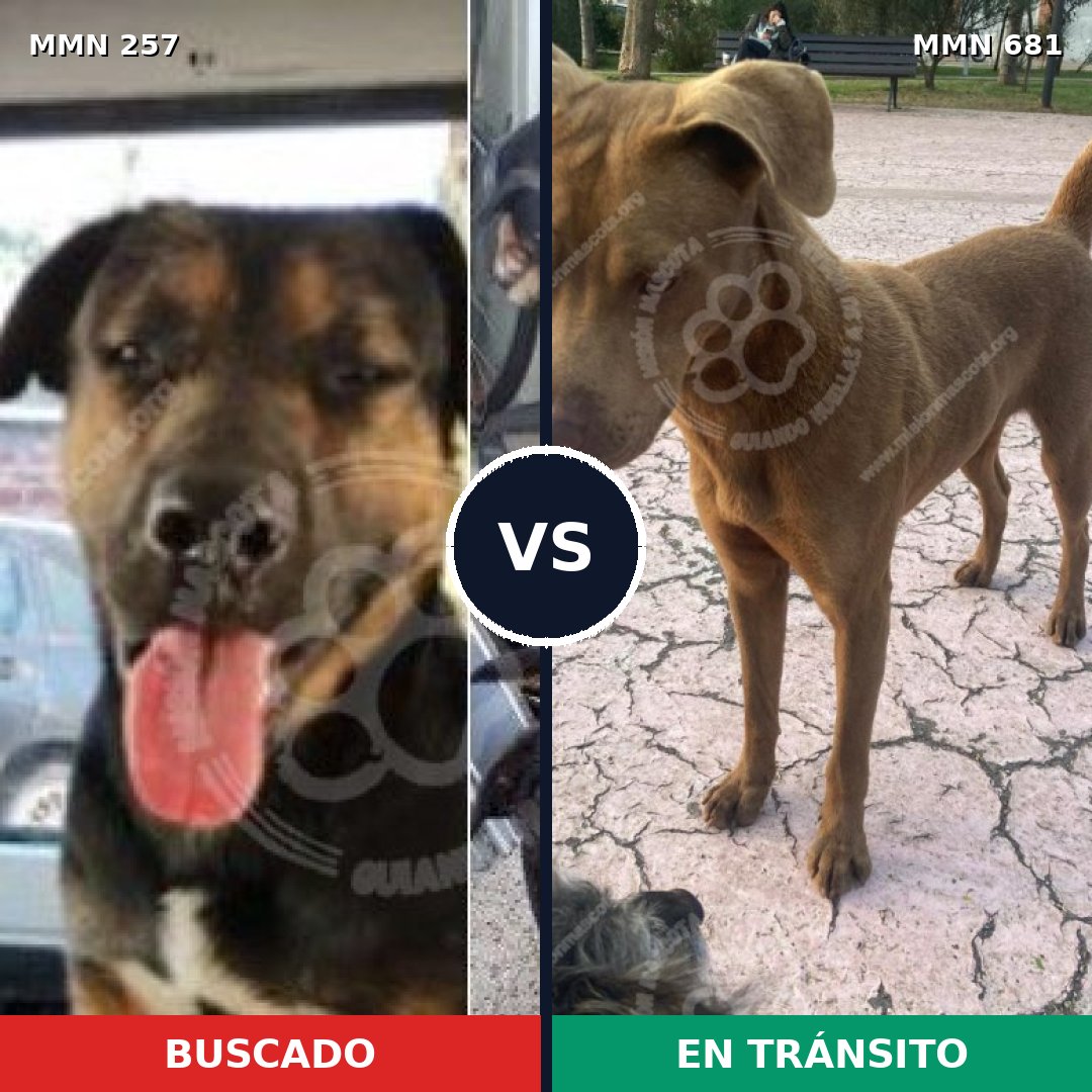 Comparativa MMS 5515: mascota perdida y mascota encontrada, 63% de similitud