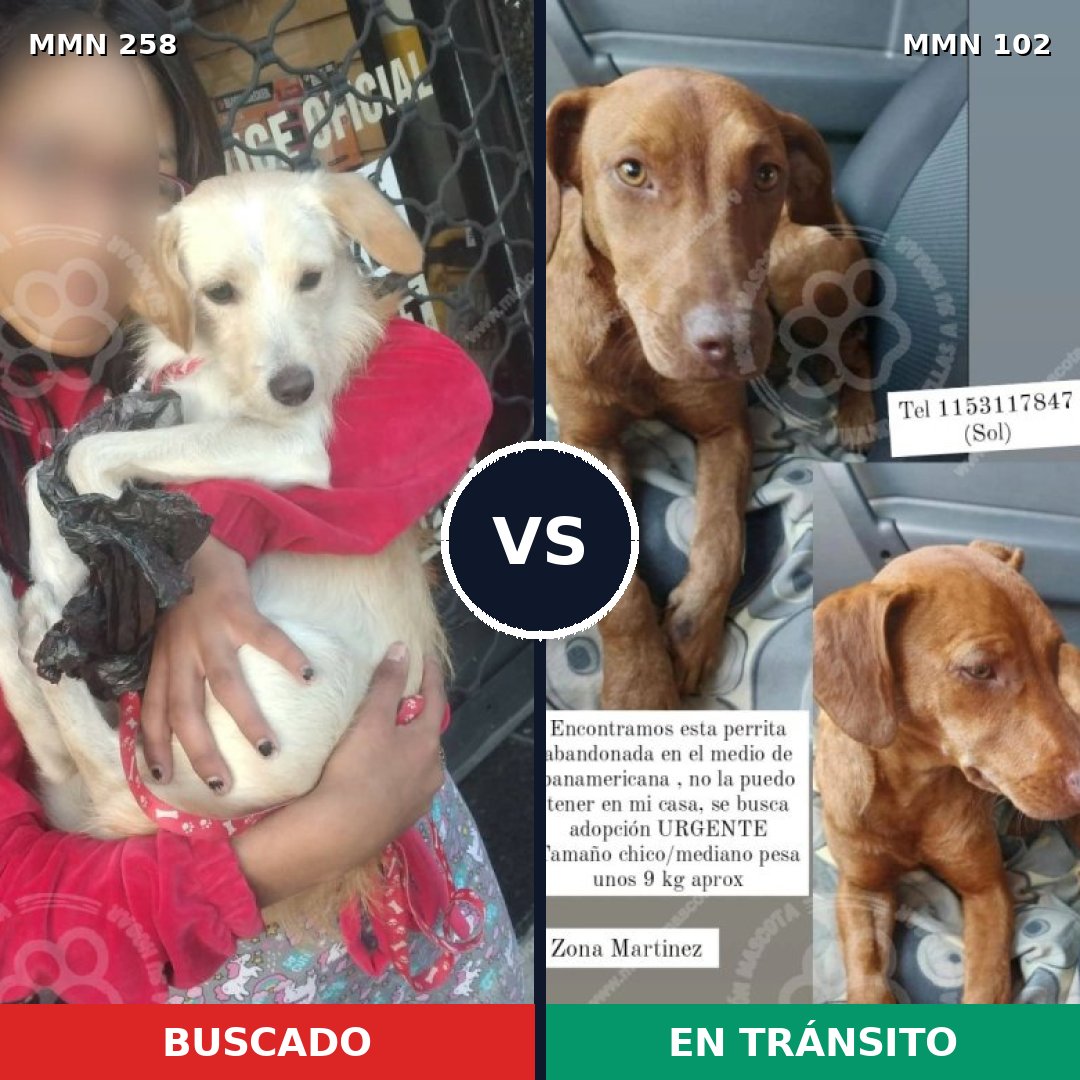 Comparativa MMS 5516: mascota perdida y mascota encontrada, 4% de similitud