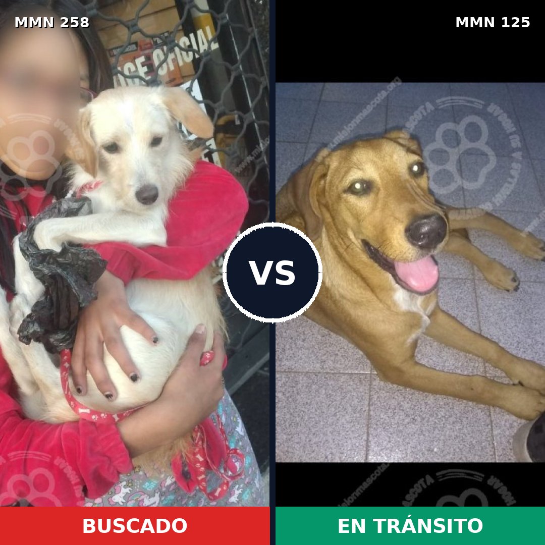 Comparativa MMS 5517: mascota perdida y mascota encontrada, 16% de similitud