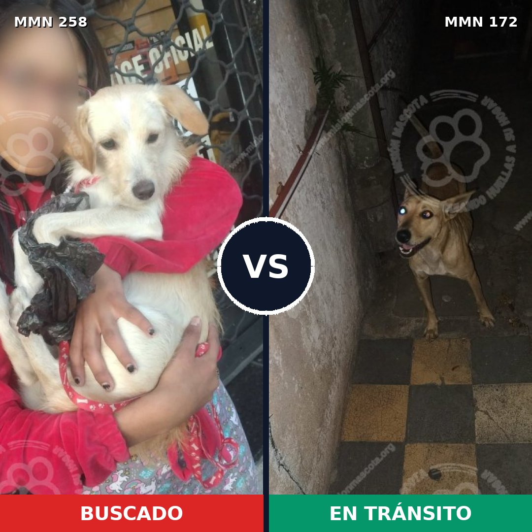 Comparativa MMS 5519: mascota perdida y mascota encontrada, 21% de similitud