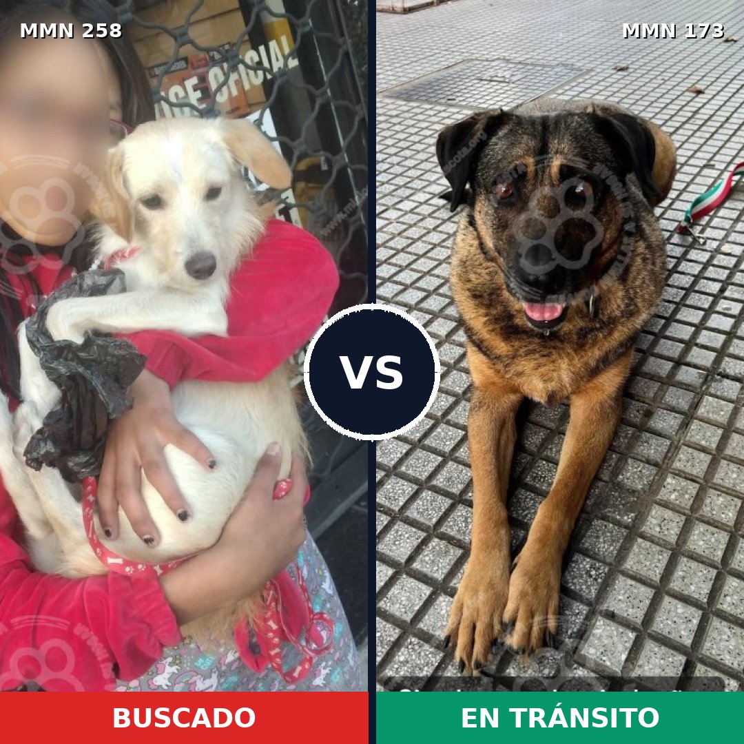Comparativa MMS 5520: mascota perdida y mascota encontrada, 11% de similitud