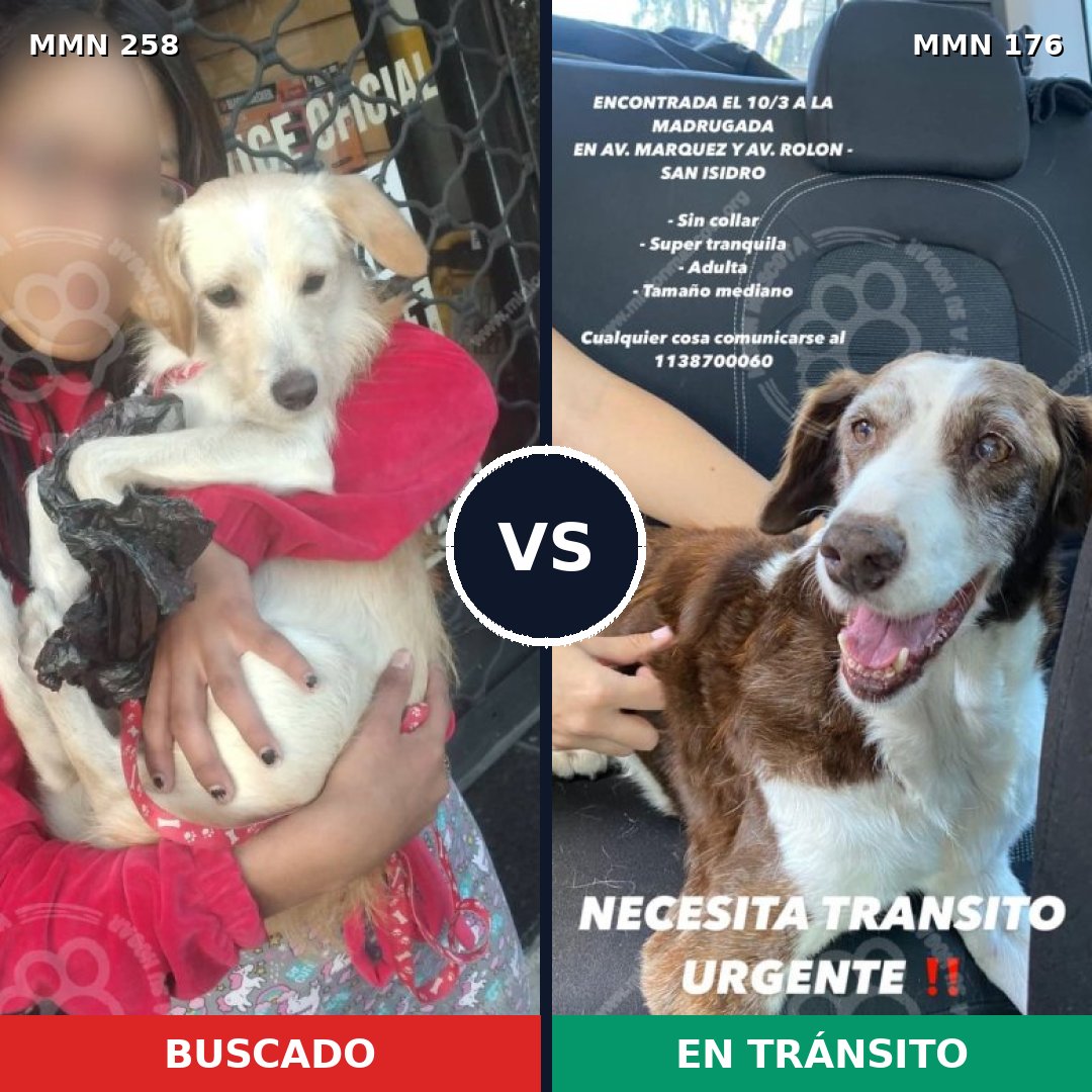 Comparativa MMS 5521: mascota perdida y mascota encontrada, 13% de similitud