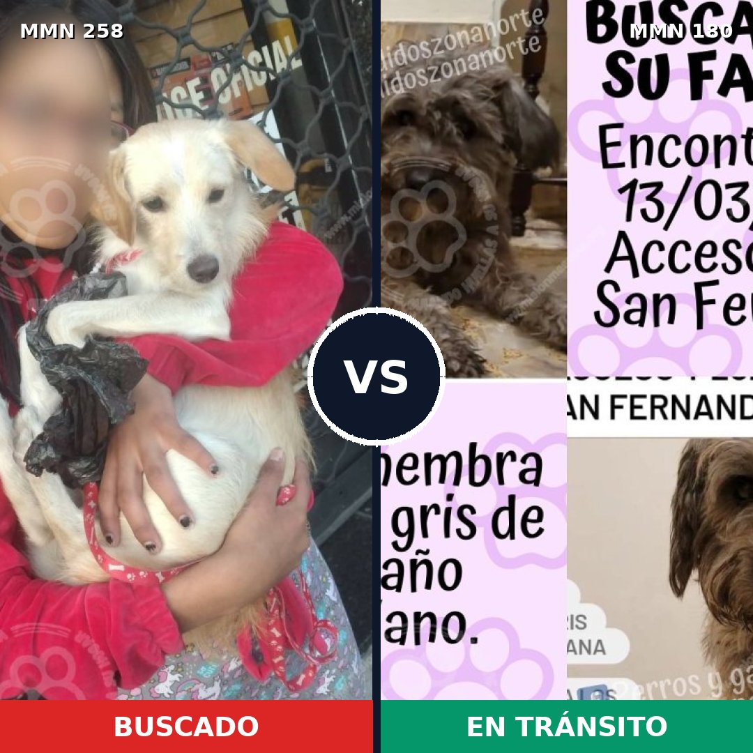Comparativa MMS 5522: mascota perdida y mascota encontrada, 11% de similitud