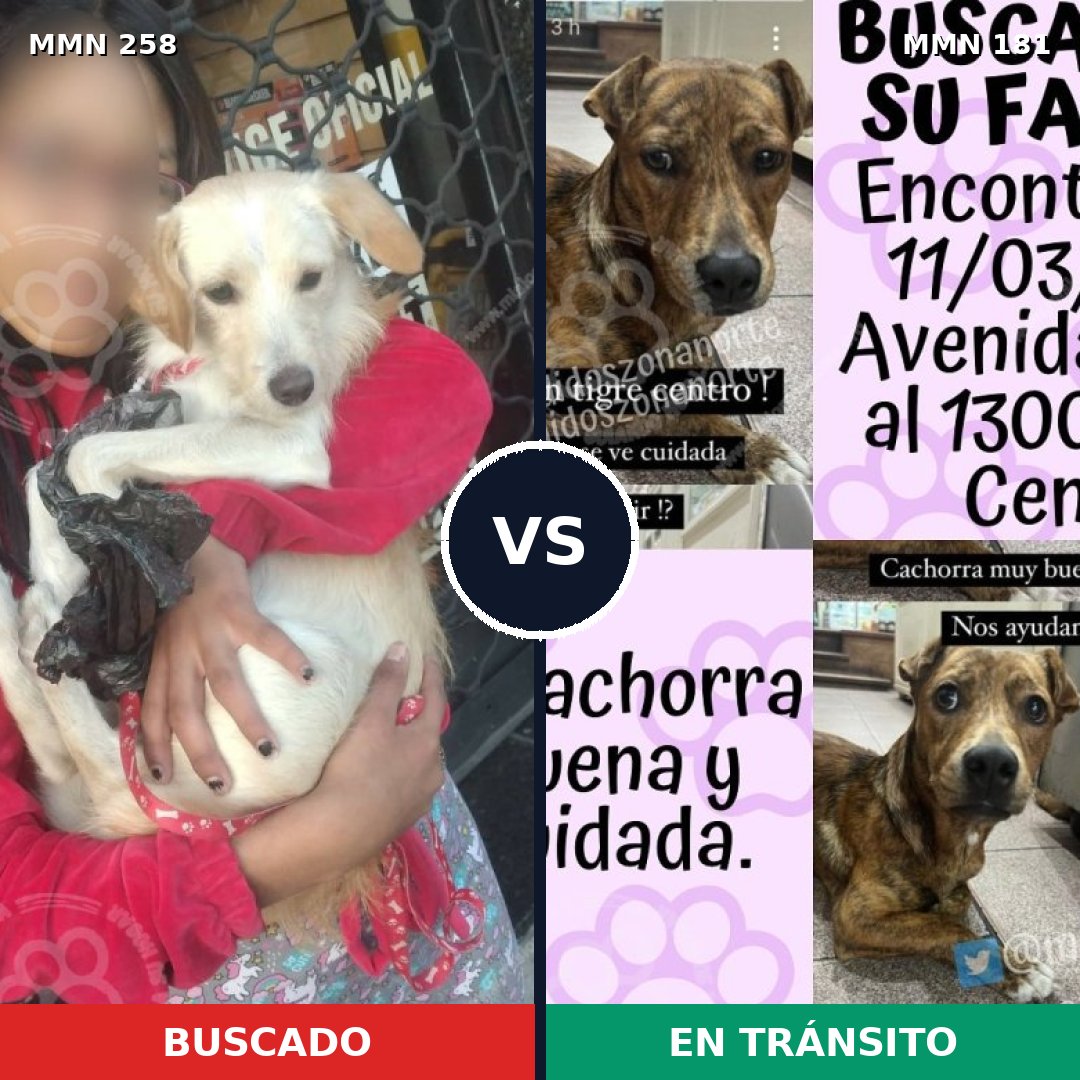 Comparativa MMS 5523: mascota perdida y mascota encontrada, 20% de similitud
