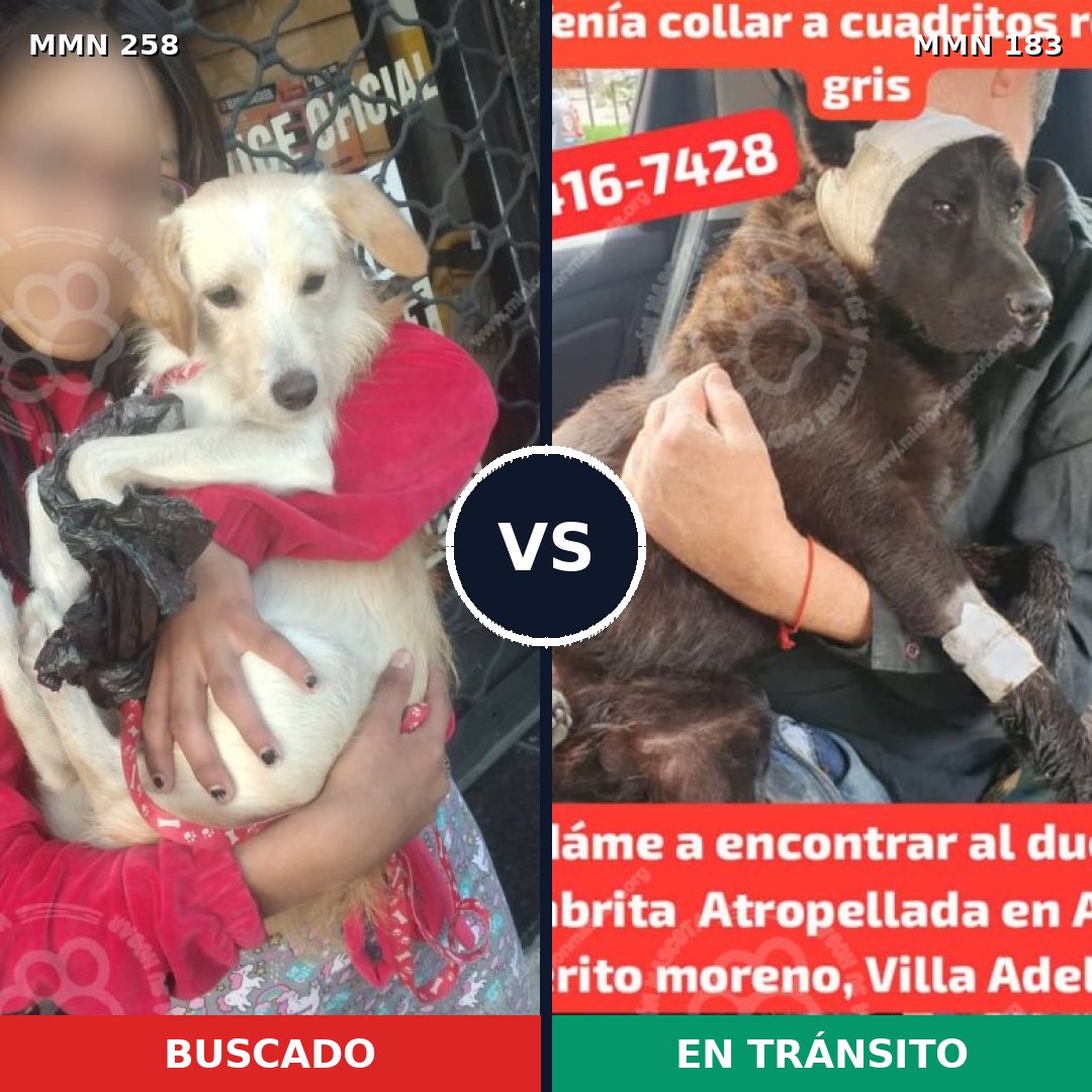 Comparativa MMS 5524: mascota perdida y mascota encontrada, 11% de similitud