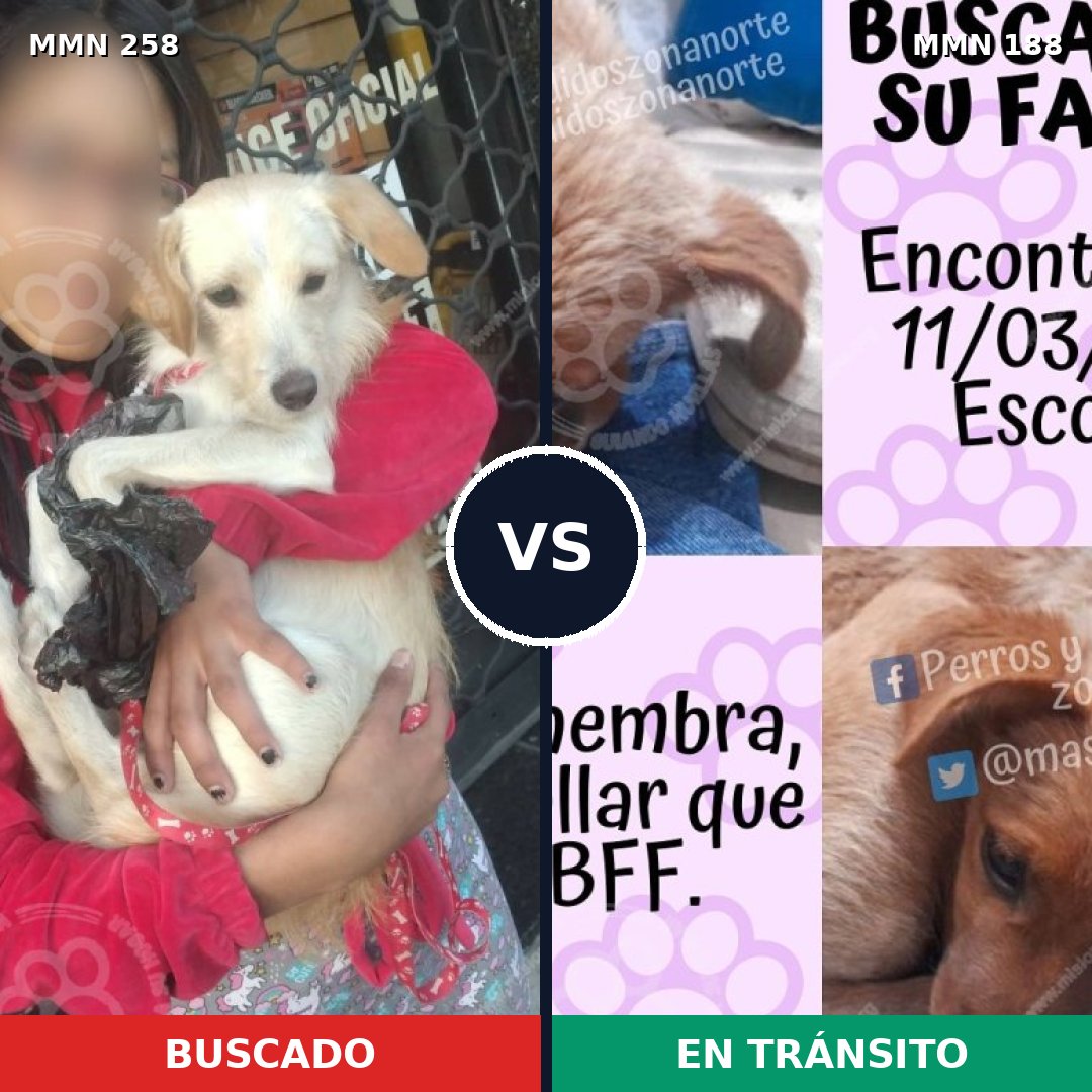 Comparativa MMS 5526: mascota perdida y mascota encontrada, 86% de similitud