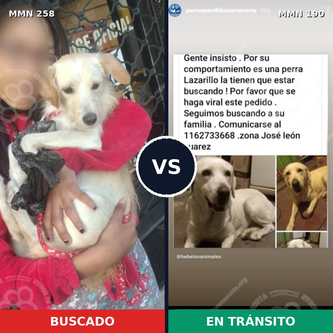 Comparativa MMS 5527: mascota perdida y mascota encontrada, 47% de similitud