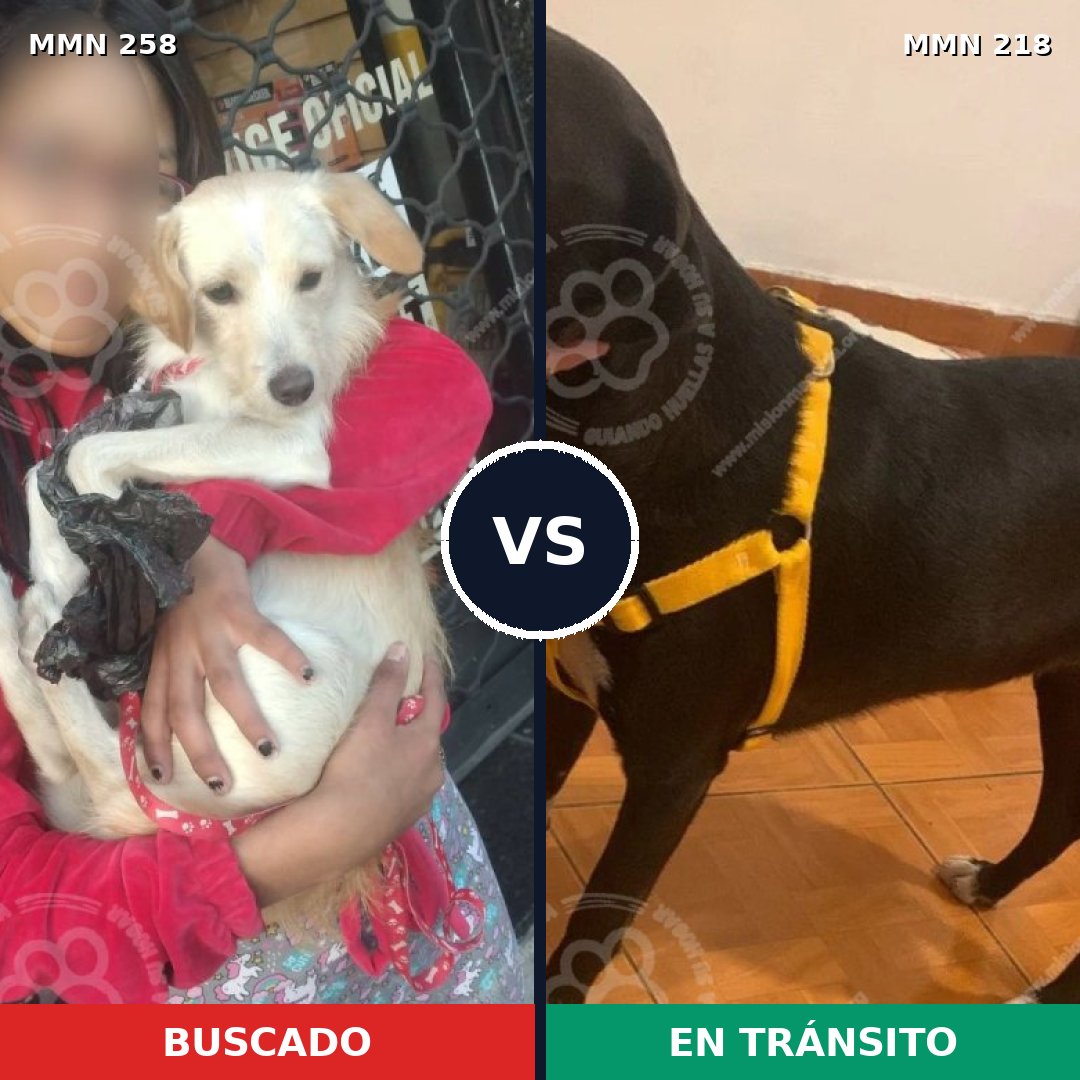Comparativa MMS 5529: mascota perdida y mascota encontrada, 13% de similitud