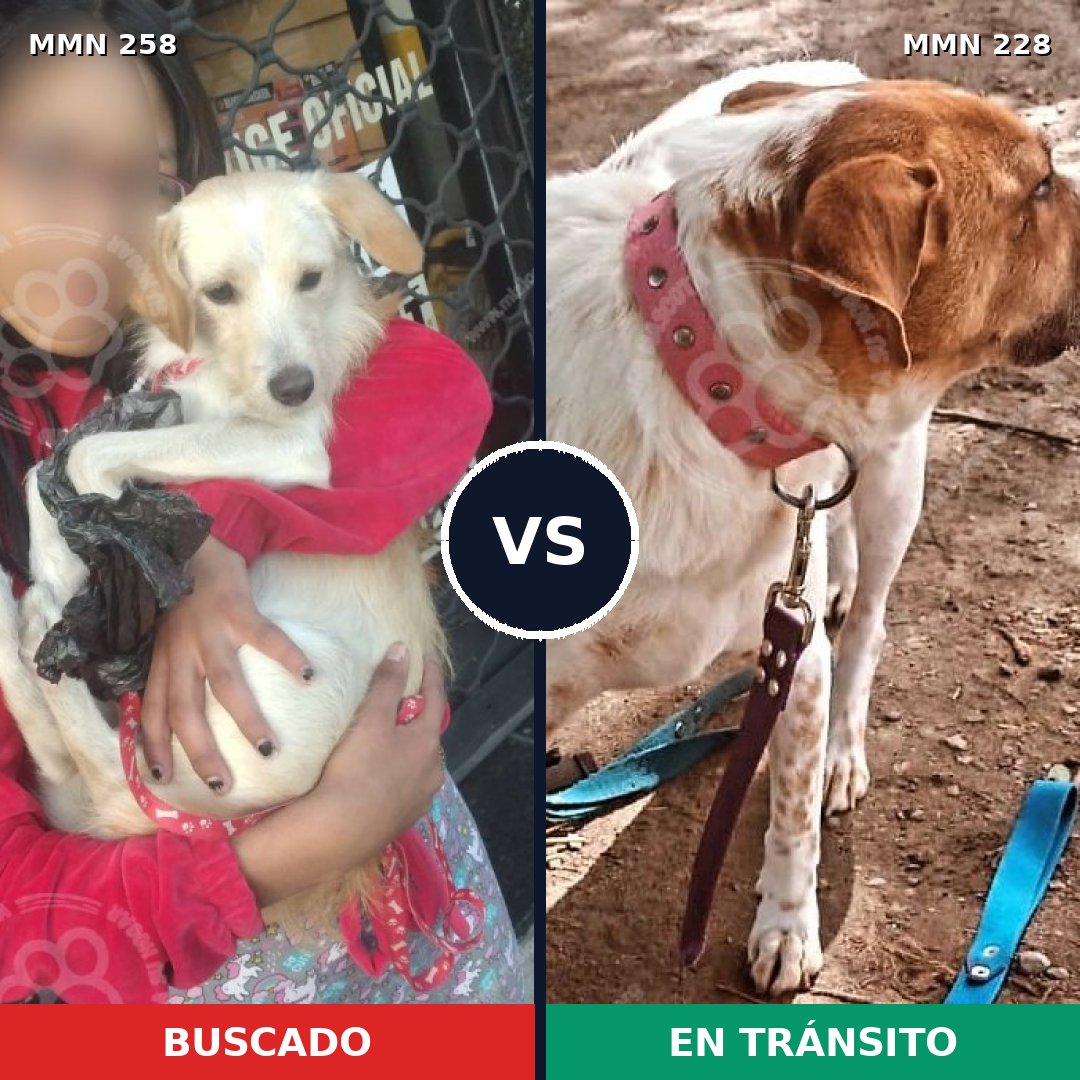Comparativa MMS 5531: mascota perdida y mascota encontrada, 13% de similitud