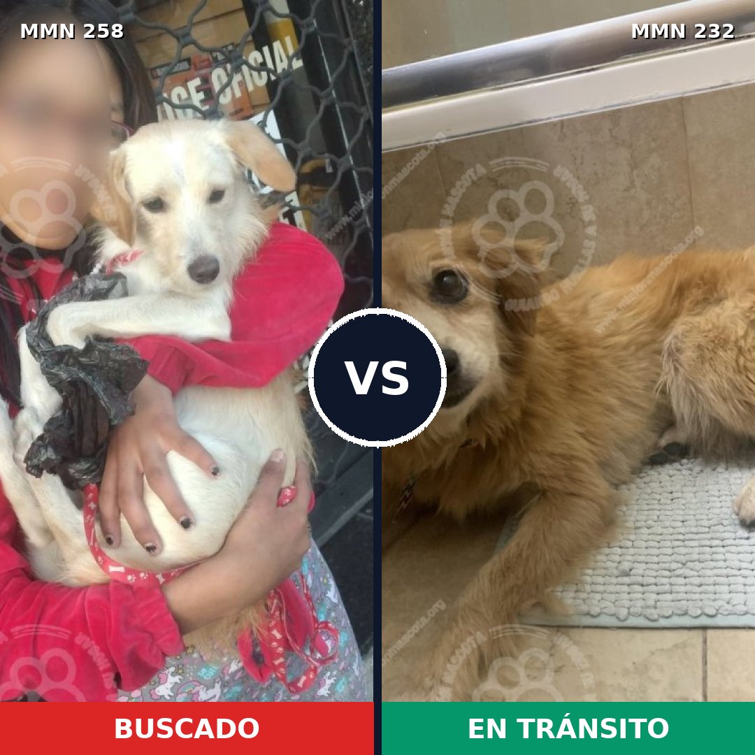 Comparativa MMS 5532: mascota perdida y mascota encontrada, 63% de similitud