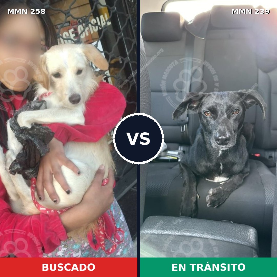 Comparativa MMS 5533: mascota perdida y mascota encontrada, 7% de similitud