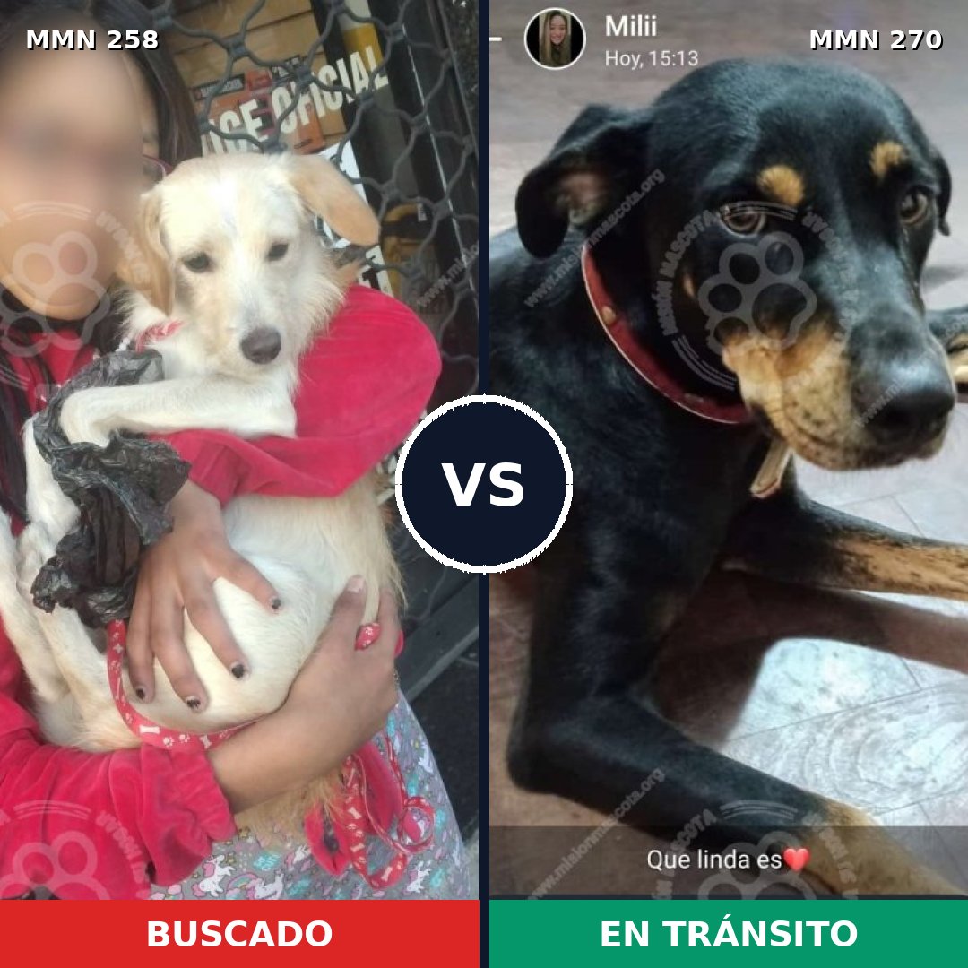 Comparativa MMS 5534: mascota perdida y mascota encontrada, 15% de similitud