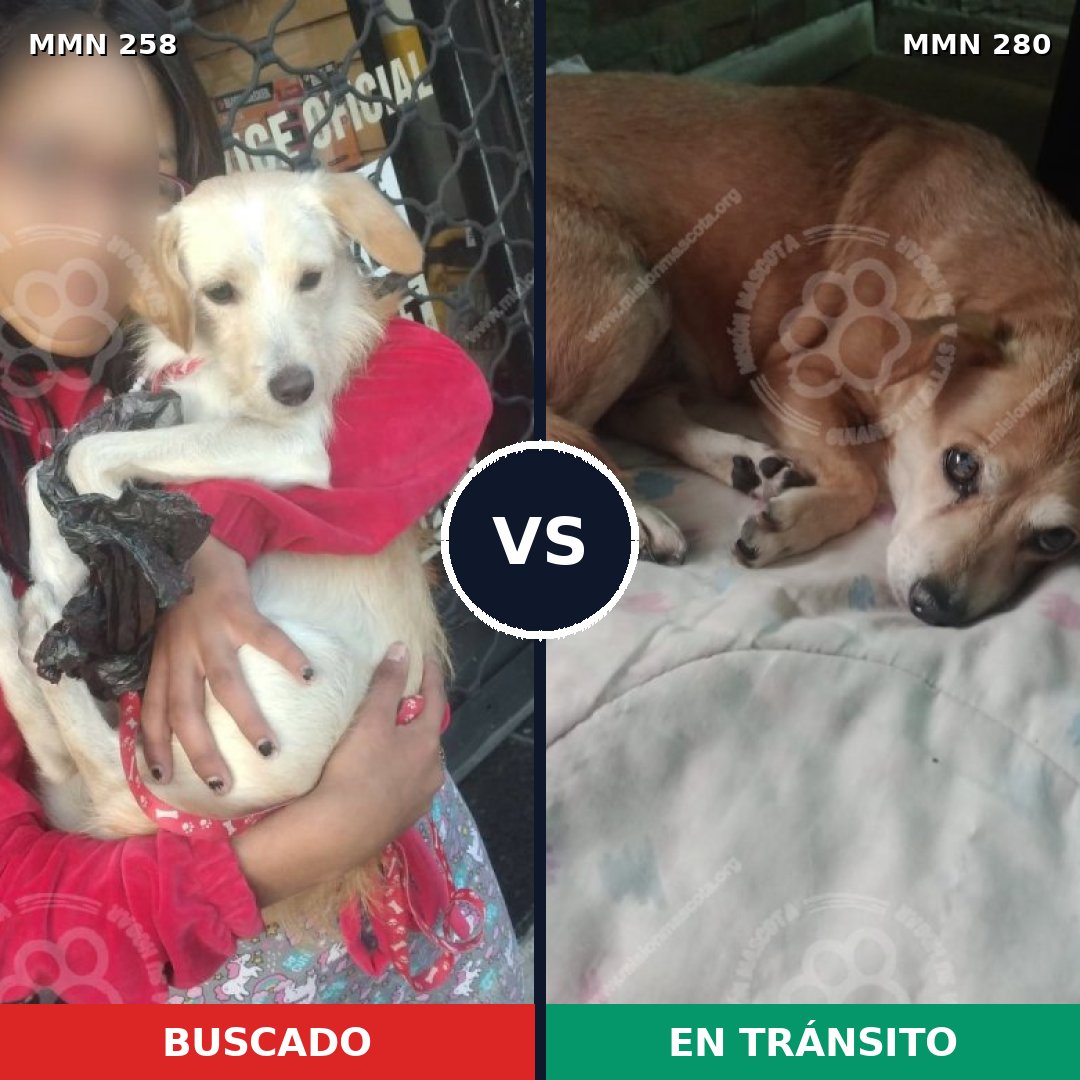 Comparativa MMS 5535: mascota perdida y mascota encontrada, 52% de similitud