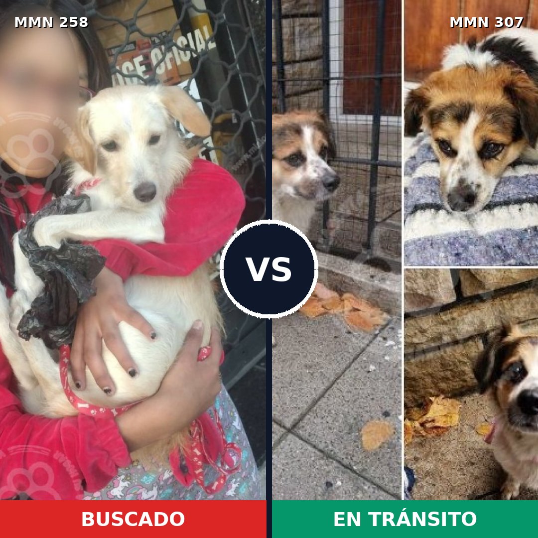 Comparativa MMS 5536: mascota perdida y mascota encontrada, 14% de similitud