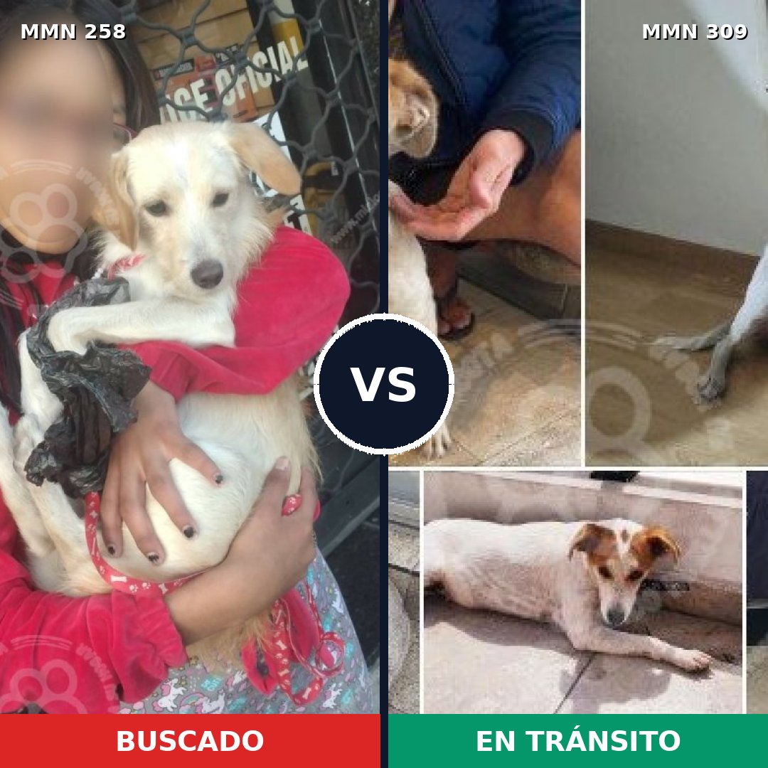 Comparativa MMS 5537: mascota perdida y mascota encontrada, 15% de similitud