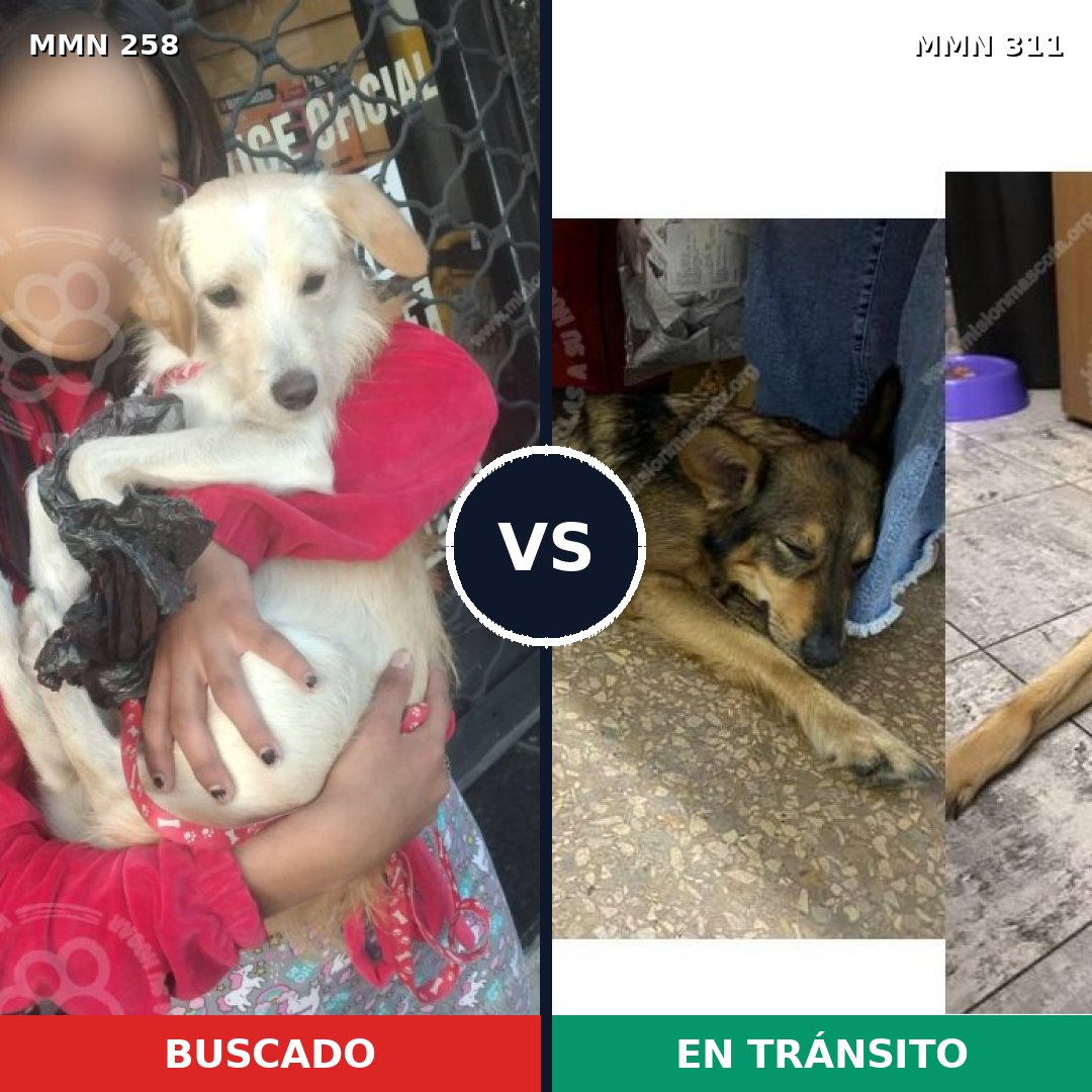 Comparativa MMS 5538: mascota perdida y mascota encontrada, 11% de similitud