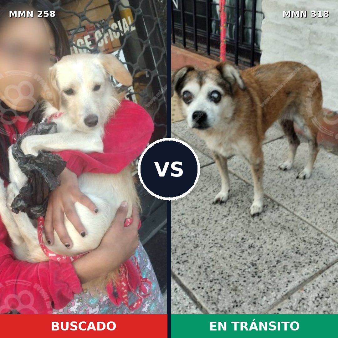 Comparativa MMS 5539: mascota perdida y mascota encontrada, 53% de similitud