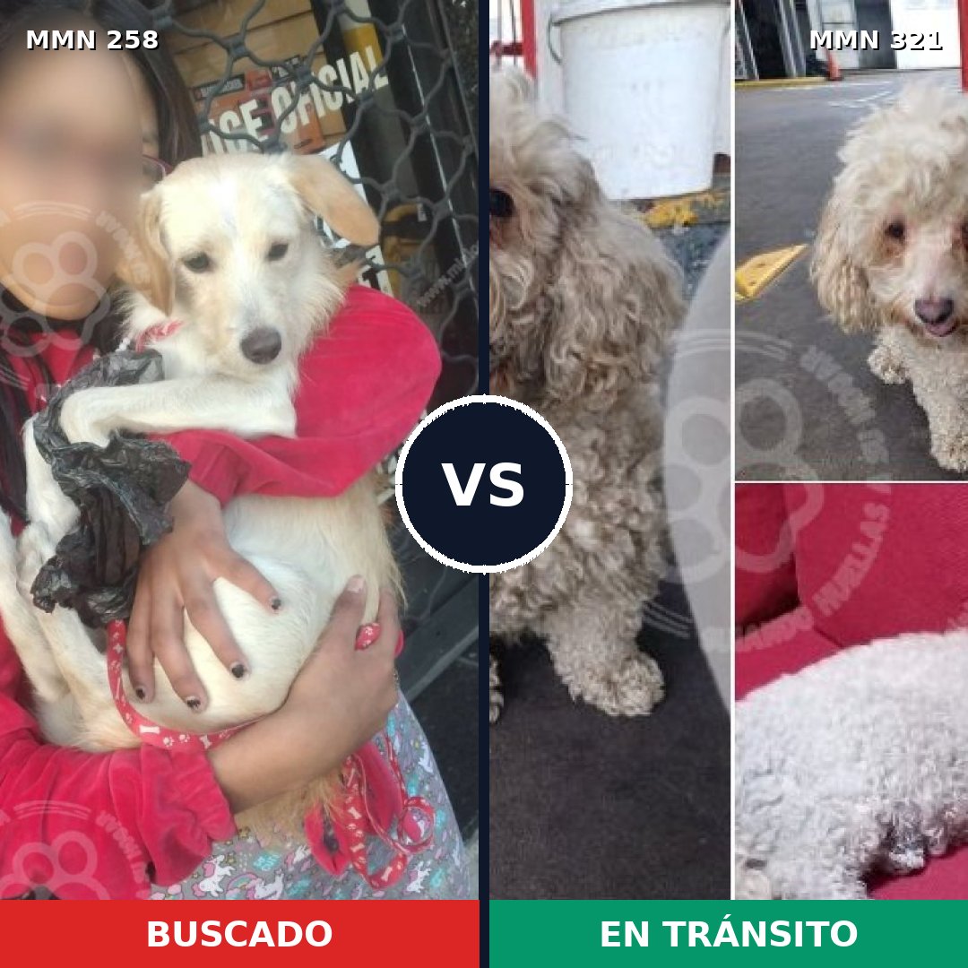 Comparativa MMS 5540: mascota perdida y mascota encontrada, 71% de similitud