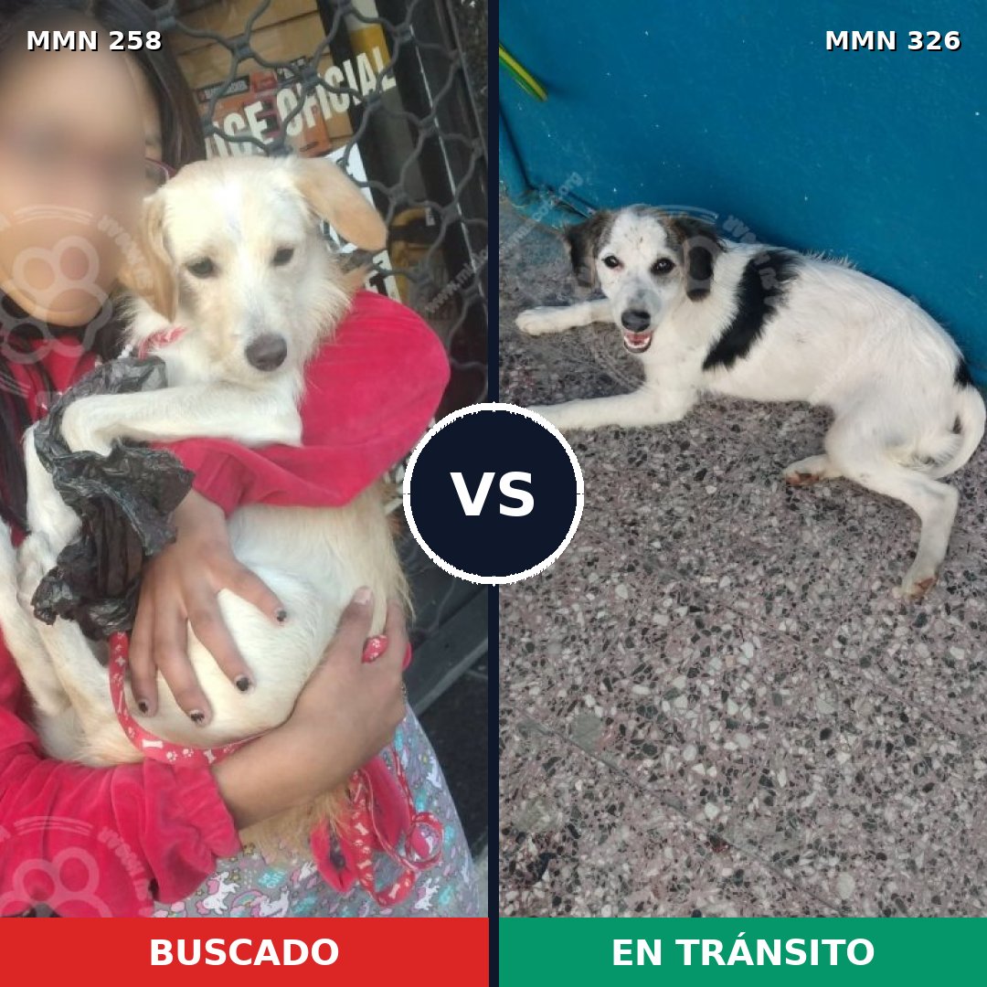 Comparativa MMS 5541: mascota perdida y mascota encontrada, 14% de similitud