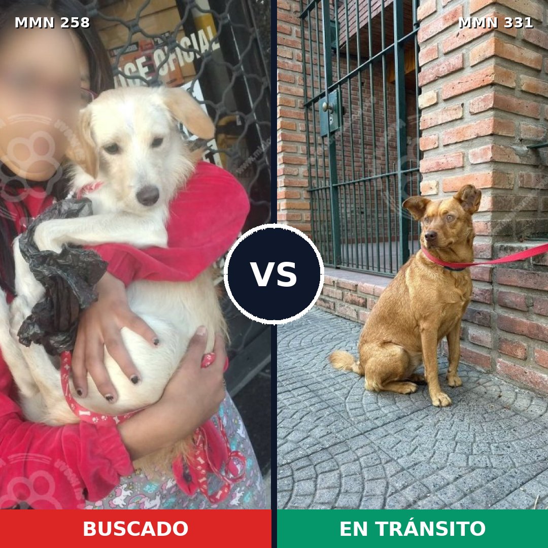 Comparativa MMS 5542: mascota perdida y mascota encontrada, 12% de similitud
