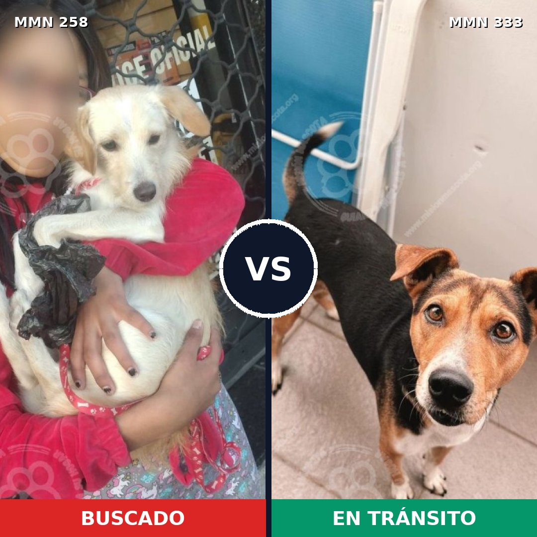 Comparativa MMS 5543: mascota perdida y mascota encontrada, 9% de similitud